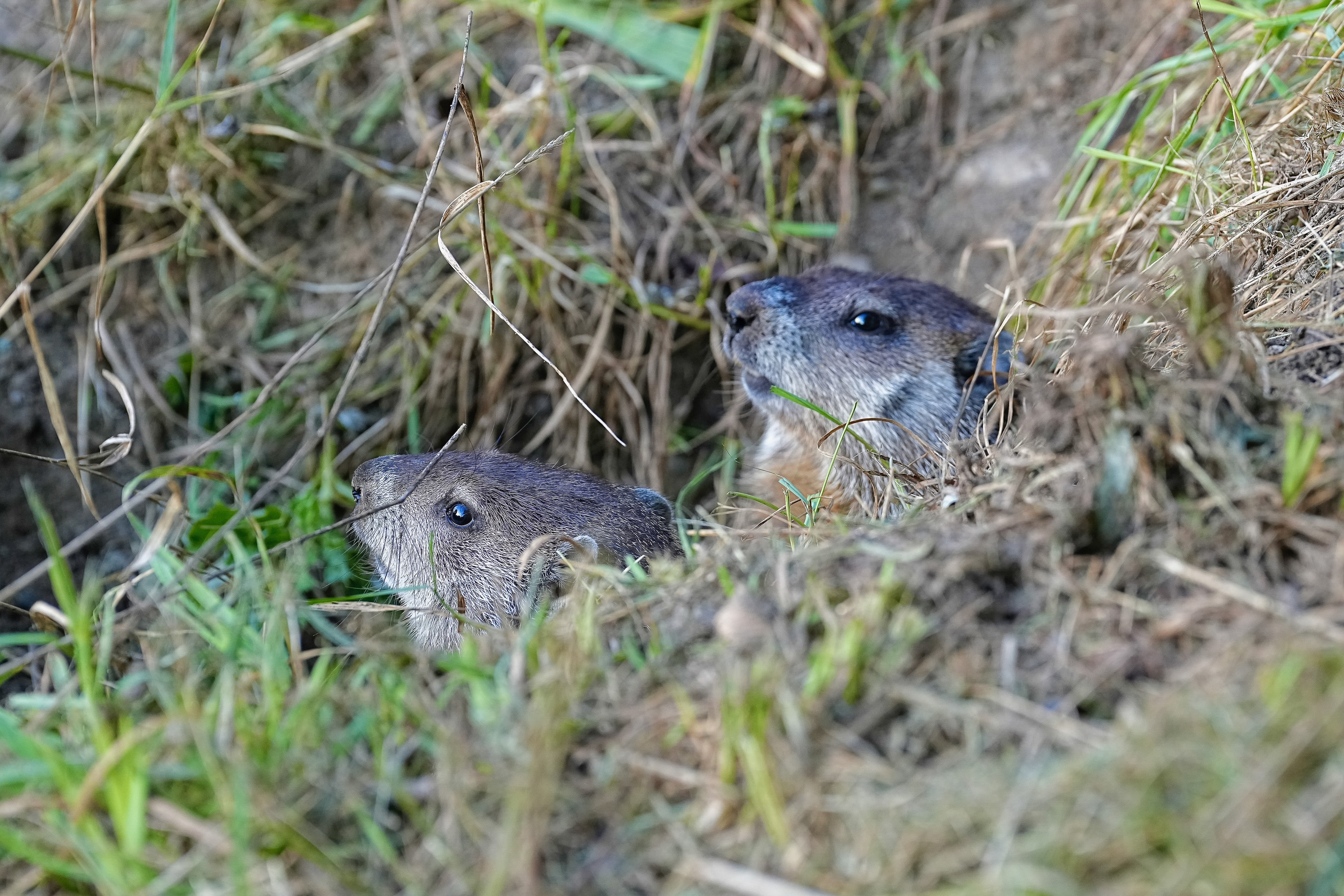 Animals and Their Young